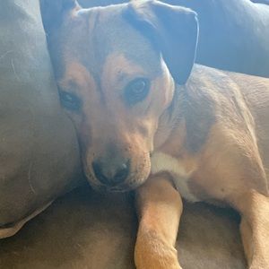 Meet your Posher, Peter